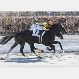 前走勝ちでデビュー２連勝