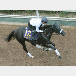 水曜坂路追いは長谷川師自ら手綱を取った