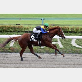 素質馬ユティタムが立て直した効果あり