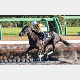 鹿島特別も完勝