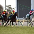【東京新聞杯】データ作戦　今年も牝馬が走る