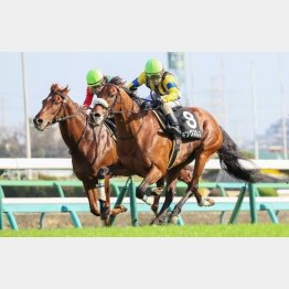 外キングズパレスが首差差し切った