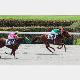 昨年６月、東京で未勝利勝ち