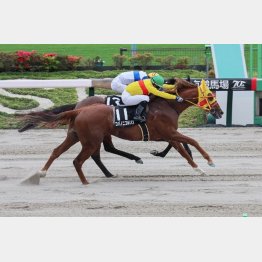 【橘の土曜競馬コラム・欅Ｓ】｜鬼才・橘 万券アタック