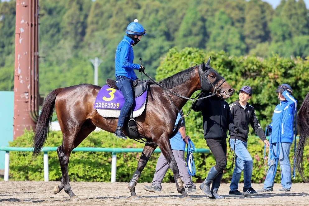 【木津の日曜競馬コラム・日本ダービー】｜ホースマン直撃