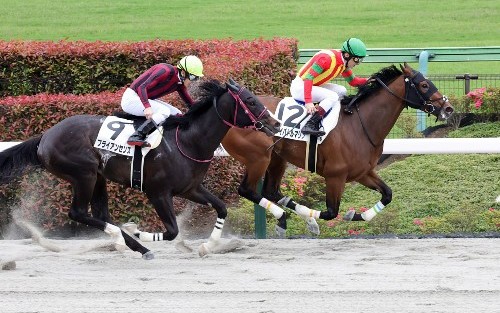 【東京本紙・外山の土曜東京11Ｒ】 | 日刊ゲンダイ競馬