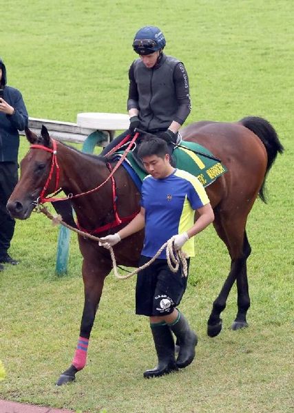 【安田記念】出走全馬の特選情報 | 日刊ゲンダイ競馬