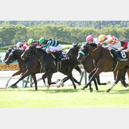 【大阪本紙・弘中の土曜京都10Ｒ】 | 日刊ゲンダイ競馬