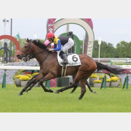 【大阪本紙・弘中の日曜京都８Ｒ】 | 日刊ゲンダイ競馬