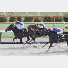 【市川の土曜競馬コラム・マリーンＳ】｜市川が人気馬を斬る