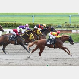 【飯島の土曜競馬コラム・マリーンＳ】｜飯島の１日１鞍