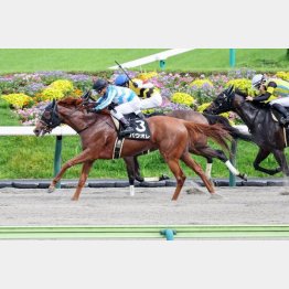 【マリナの土曜競馬コラム・函館２歳Ｓ】｜マリナ くノ一的中術