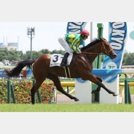 【市川の土曜競馬コラム・函館２歳Ｓ】｜市川が人気馬を斬る