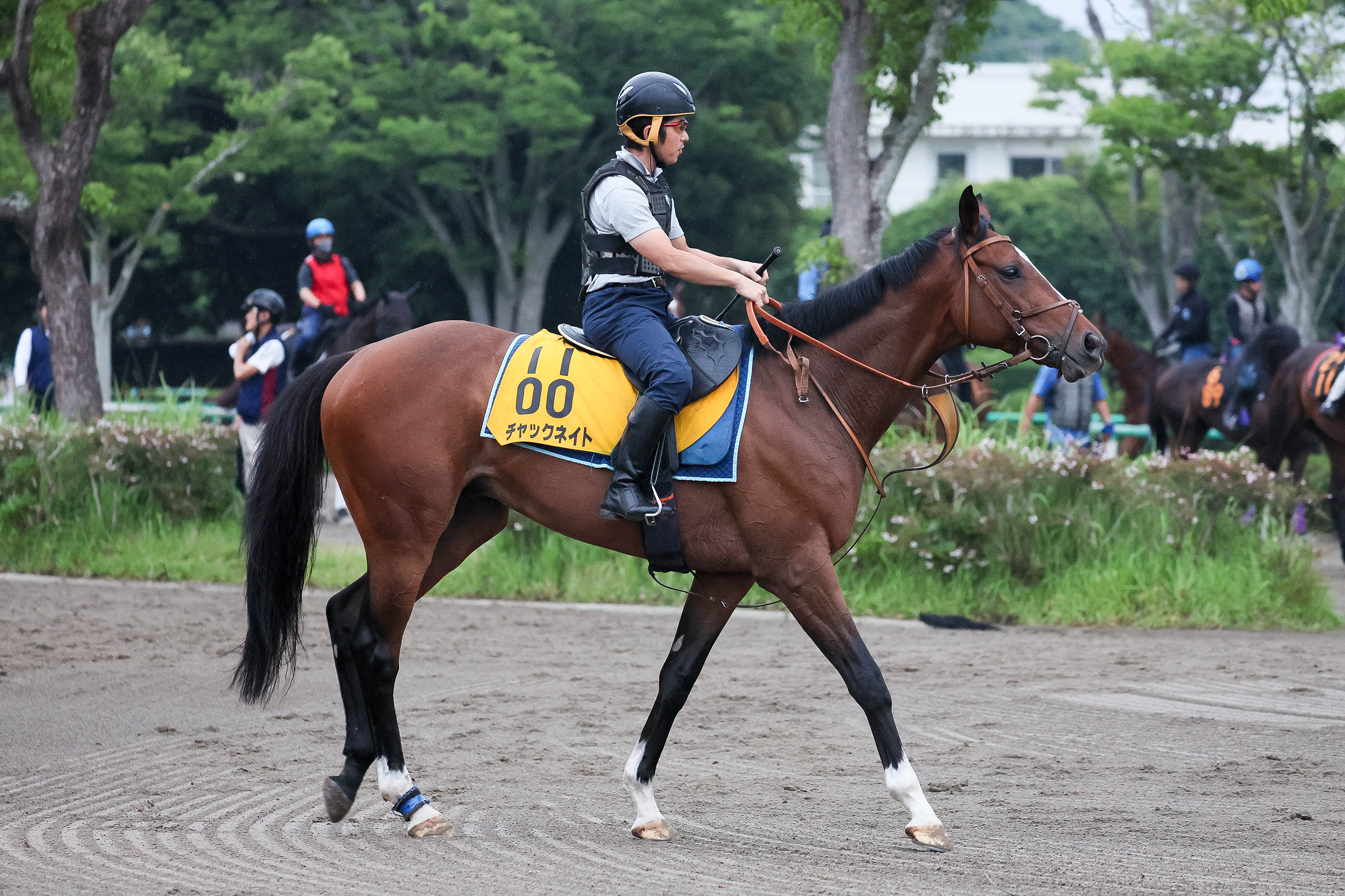 【亀井の日曜競馬コラム・函館１１Ｒ・函館記念】｜亀井記者の血統ロックオン