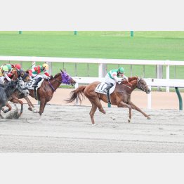 【播磨の日曜競馬コラム・西部日刊スポーツ杯】｜播磨政勝 競馬道楽