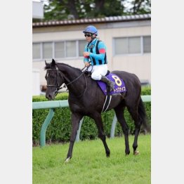 【マリナの日曜競馬コラム・函館記念】｜マリナ くノ一的中術