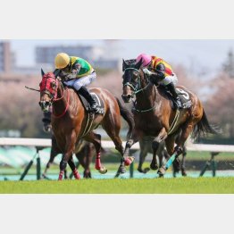 【武田の日曜競馬コラム・函館記念】｜武田記者 データがベース