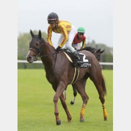 【亀井の土曜競馬コラム・テレＱ杯】｜亀井記者の血統ロックオン