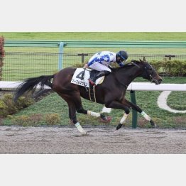 【武田の土曜競馬コラム・ＴＵＦ杯】｜武田記者 データがベース