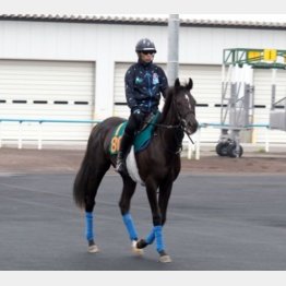 【木津の日曜競馬コラム・札幌５Ｒ】｜ホースマン直撃