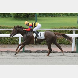 前走が②着に４馬身差の圧勝