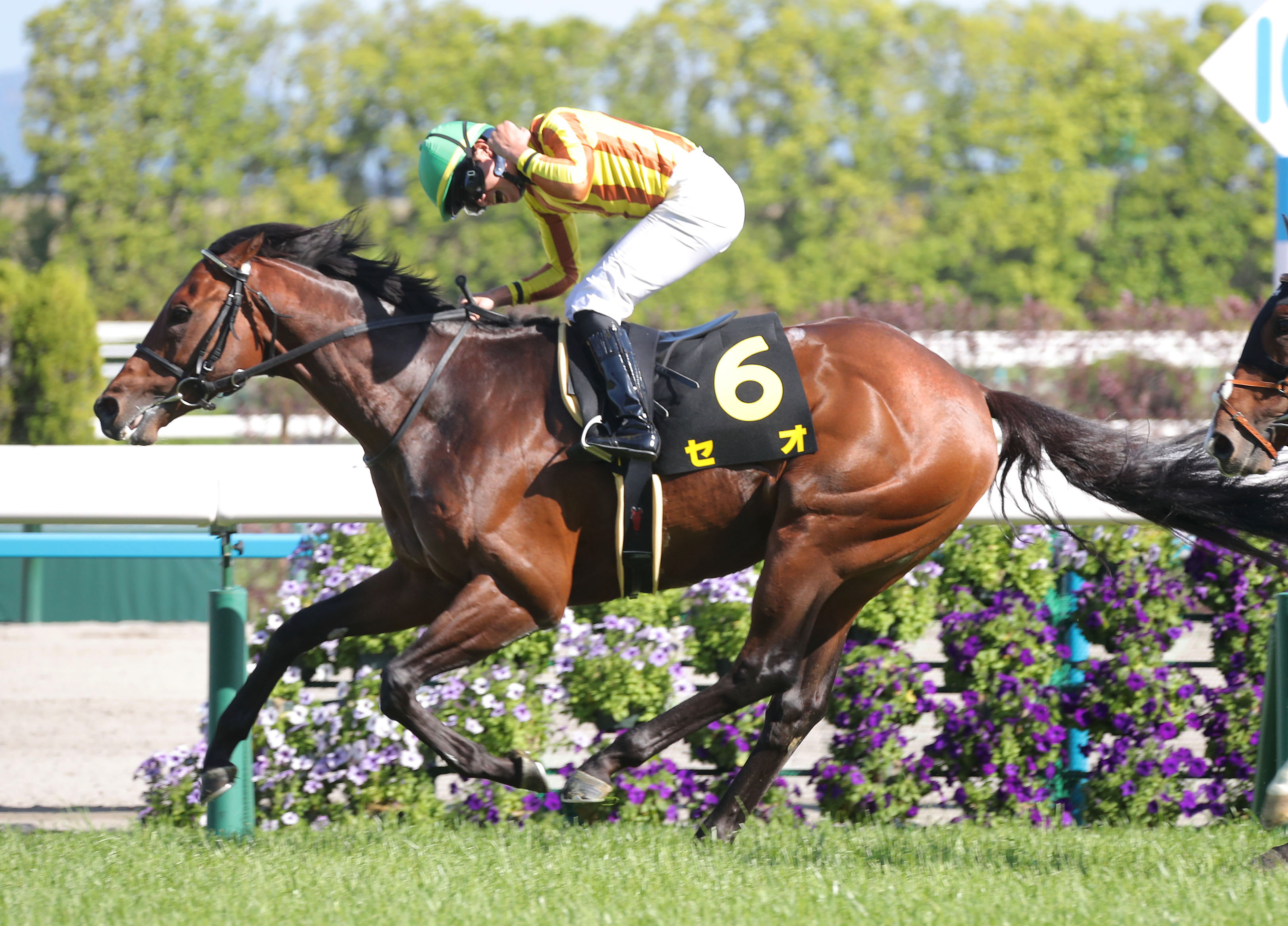 【新谷の日曜競馬コラム・小倉１１Ｒ・中京記念】｜新谷式レースレート 数字が走る