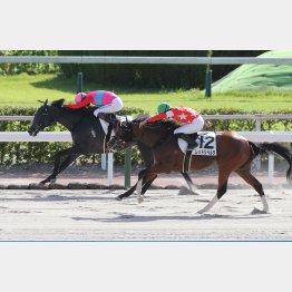 【レスキュー隊の日曜競馬コラム・小倉12Ｒ】｜最終レスキュー 最後にアナタを助…