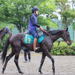 ブラックルビー 牝・田中博康廐舎｜2025クラシックへの道