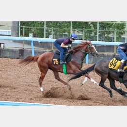 アラレタバシルは野中を背に好仕上がりをアピール