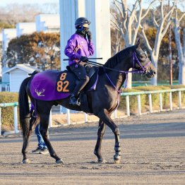 大箱左回りが得意なレイデオロ産駒