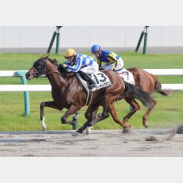 【弘中の日曜競馬コラム・レパードＳ】｜大阪本紙・弘中 こだわり◎