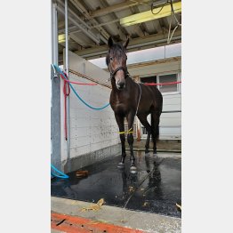 操縦性の高さがストロングポイント