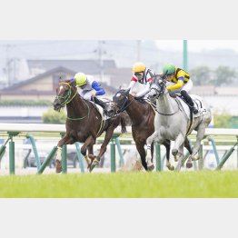 【新谷の土曜競馬コラム・石狩特別】｜新谷式レースレート 数字が走る