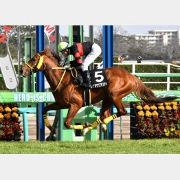 芝の勝ち馬でも血統はダート向き