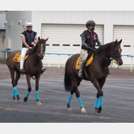 【木津の日曜競馬コラム・関屋記念】｜ホースマン直撃