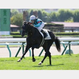 【亀井の日曜競馬コラム・札幌記念】｜亀井記者の血統ロックオン