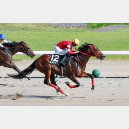 １馬身1/4差で完勝