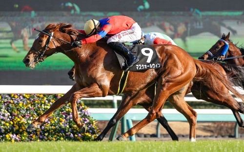 【マリナの土曜競馬コラム・朱鷺Ｓ】｜マリナ くノ一的中術