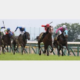 【市川の土曜競馬コラム・朱鷺Ｓ】｜市川が人気馬を斬る