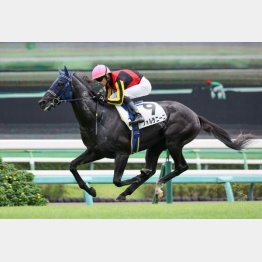 新馬勝ちが秀逸