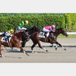 新馬を勝った好素材