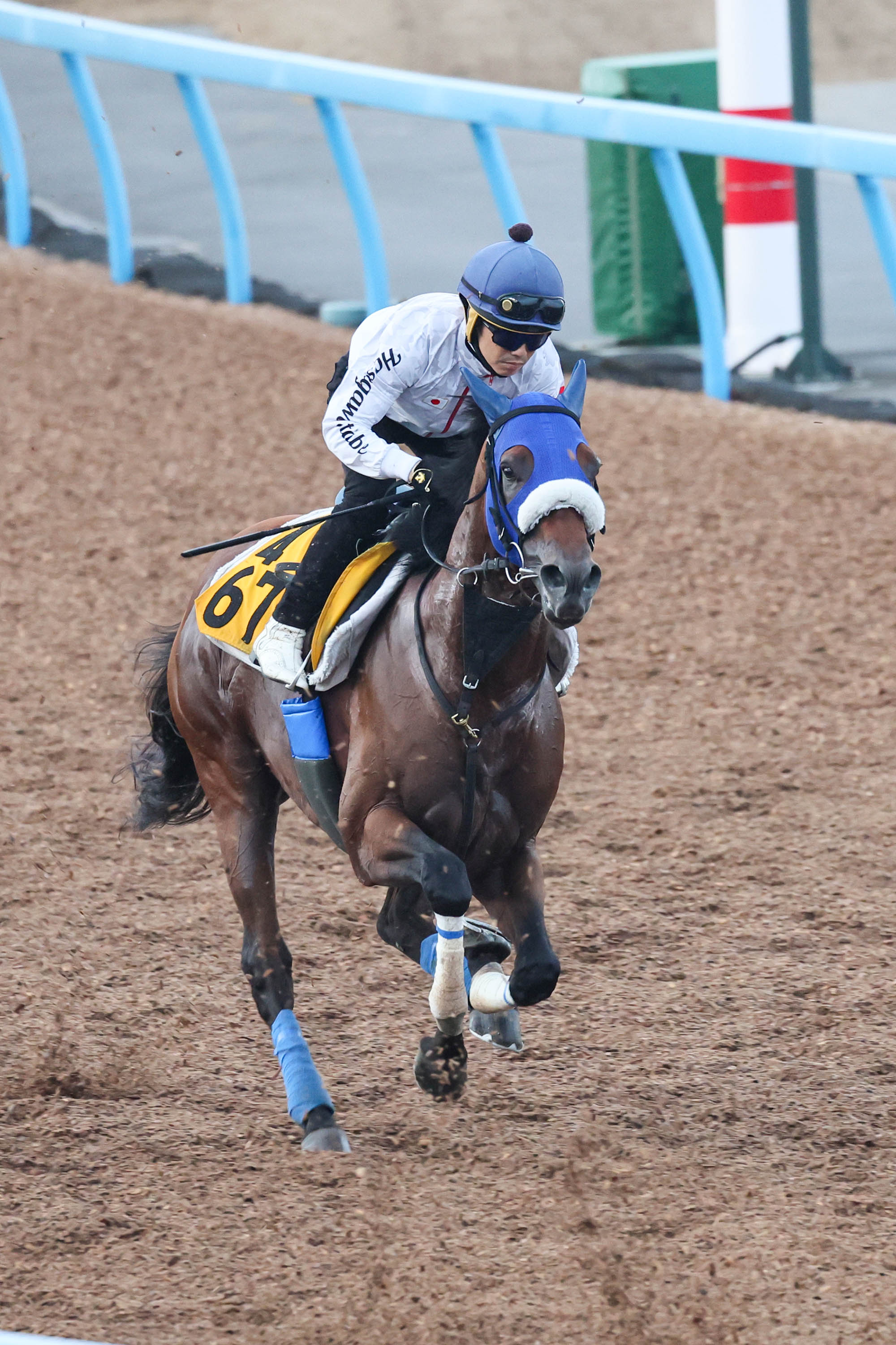 【亀井の日曜競馬コラム・新潟記念】｜亀井記者の血統ロックオン