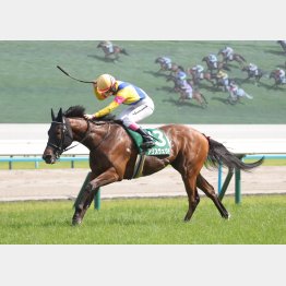 【播磨の日曜競馬コラム・新潟記念】｜播磨政勝 競馬道楽