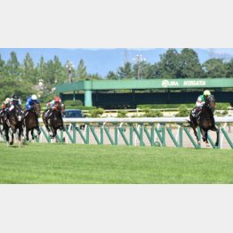 【市川の日曜競馬コラム・新潟記念】｜市川が人気馬を斬る