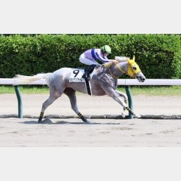 前走は３馬身差の完勝