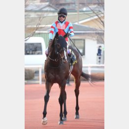 【田中の土曜競馬コラム・エニフＳ】｜田中翔大 必翔馬券