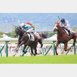 【マリナの土曜競馬コラム・アスター賞】｜マリナ くノ一的中術