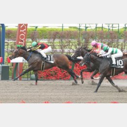 【市川の土曜競馬コラム・エニフＳ】｜市川が人気馬を斬る