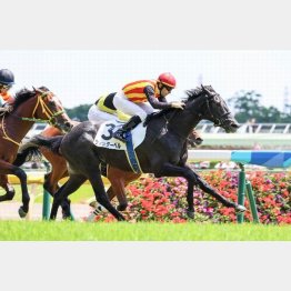 ６月東京で新馬勝ち