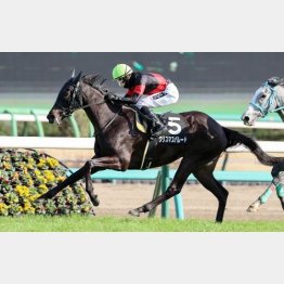 【木津の土曜競馬コラム・紫苑Ｓ】｜ホースマン直撃